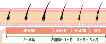 正常な毛髪の寿命はどのくらい？