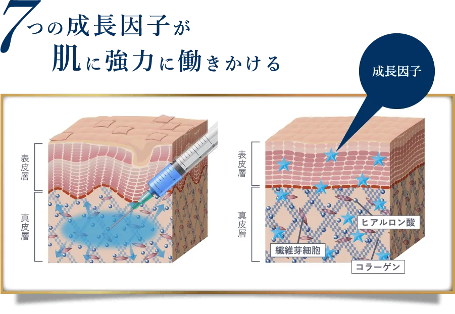 7つの成長因子が肌に強力に働きかける