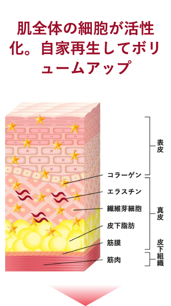 肌全体の細胞が活性化。自家再生してボリュームアップ